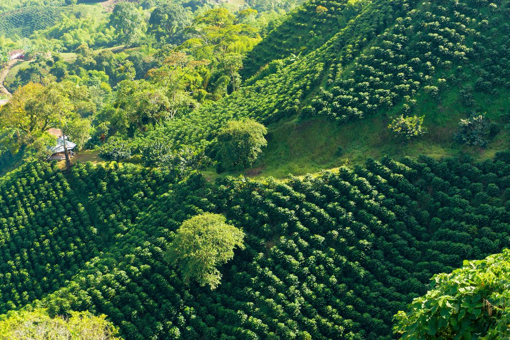 coffee tour