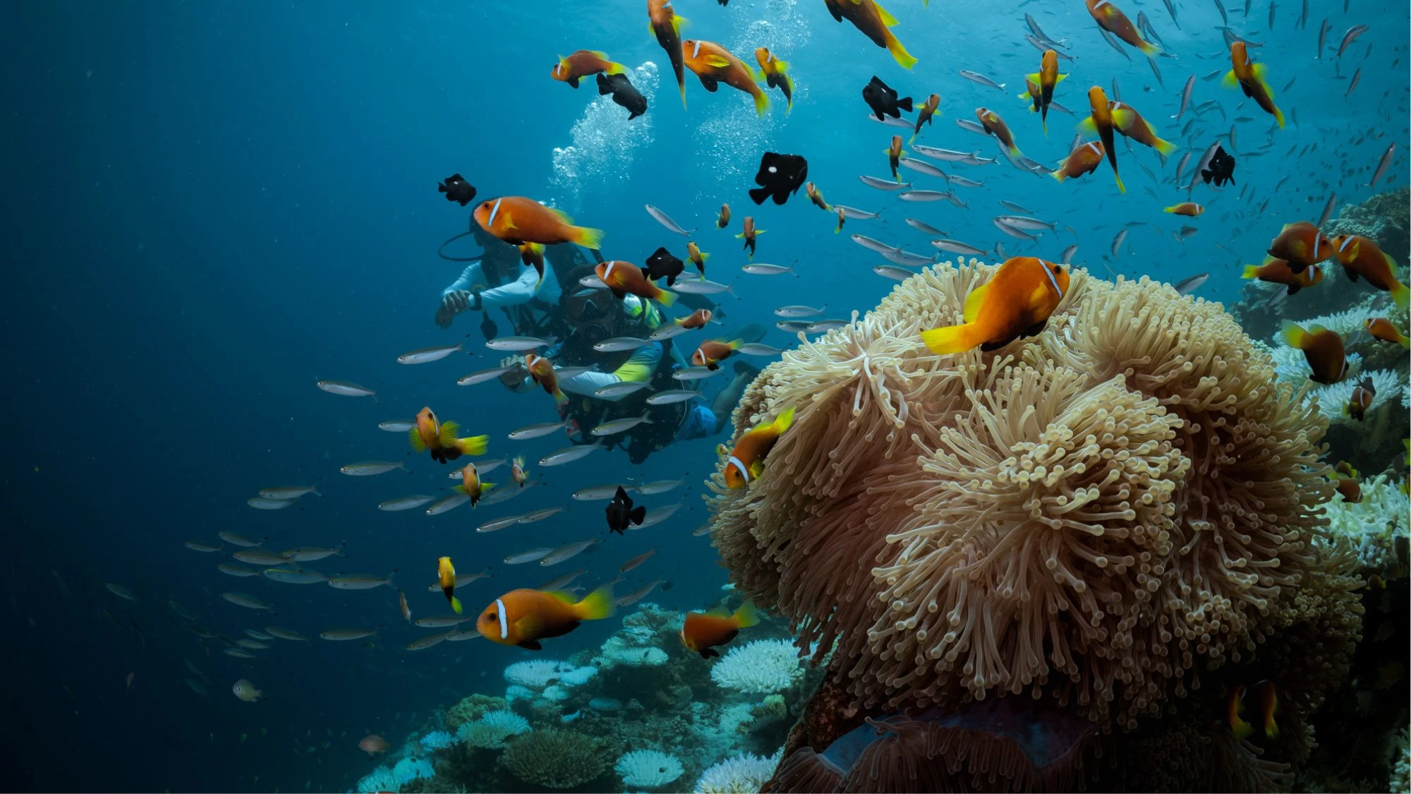 scuba dive
